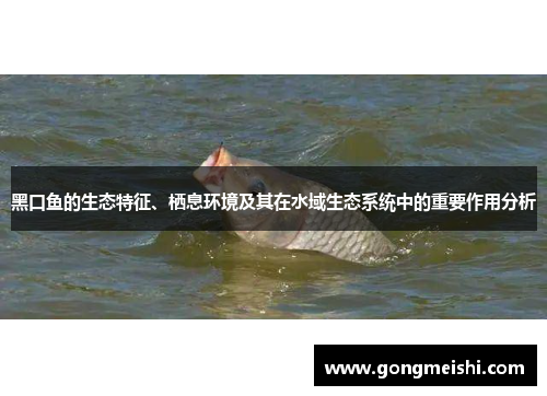 黑口鱼的生态特征、栖息环境及其在水域生态系统中的重要作用分析